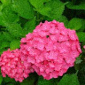 Meet your Posher, Lilly